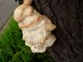 Laetiporus sulphureus - Schwefelporling - Gut Graui